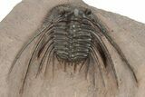 Kettneraspis Trilobite With Long Occipital - Lghaft, Morocco #232763-4